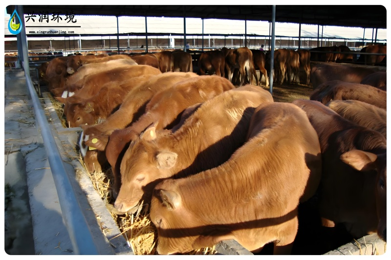 養(yǎng)殖廢水處理