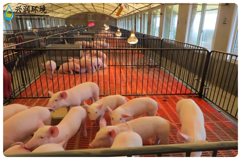 養(yǎng)豬場廢水處理